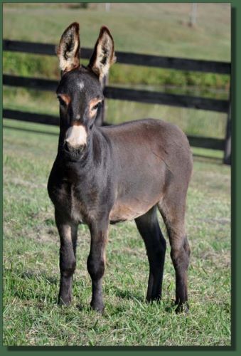 Click photo of miniature donkey for sale to enlarge image