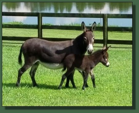 Miniature donkey for sale.