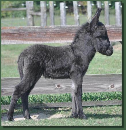 Cedar Creek Shady Lady, miniature donkey for sale