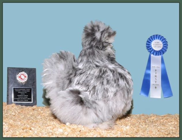 Eastern Silie National Show