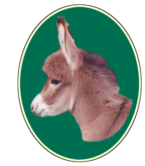 Miniature Donkeys For Sale