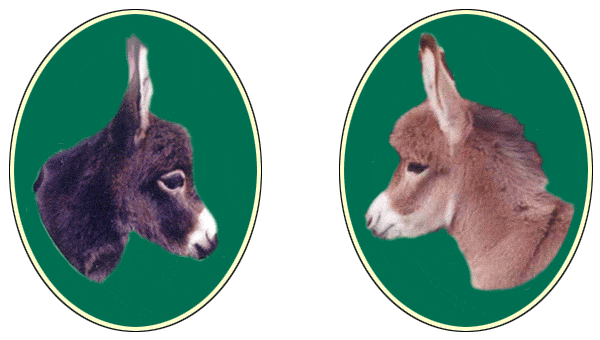 miniature donkeys