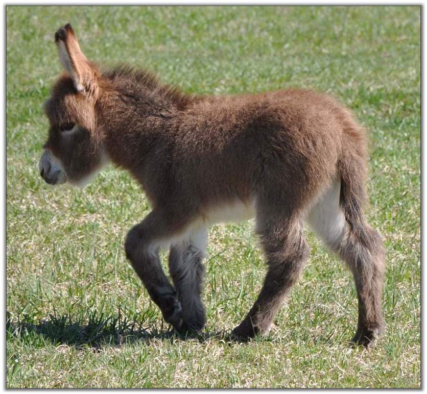 Cedar Creek Farm's Miniature Donkey Foals