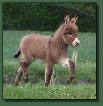 Cedar Creek Farm's Miniature Donkey Foals